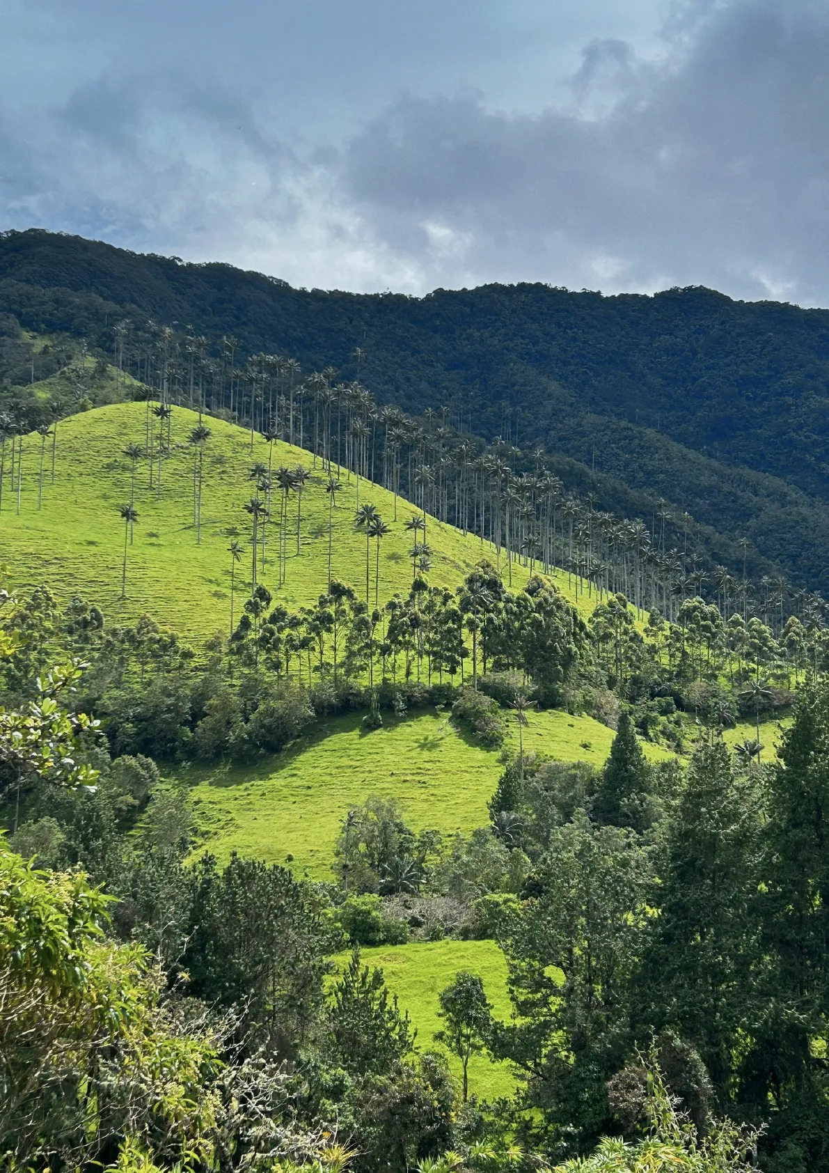 Private Coffee Farm Experience