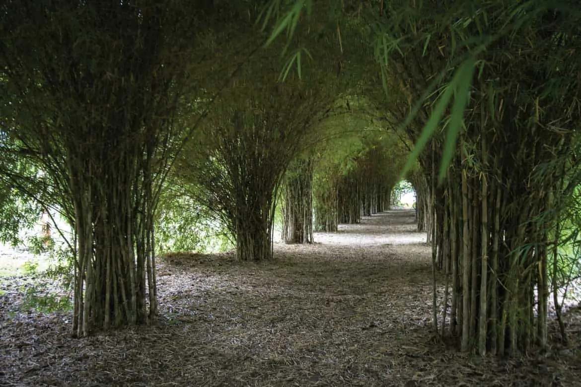 Guadua Bamboo Eco-Tour — Pereira