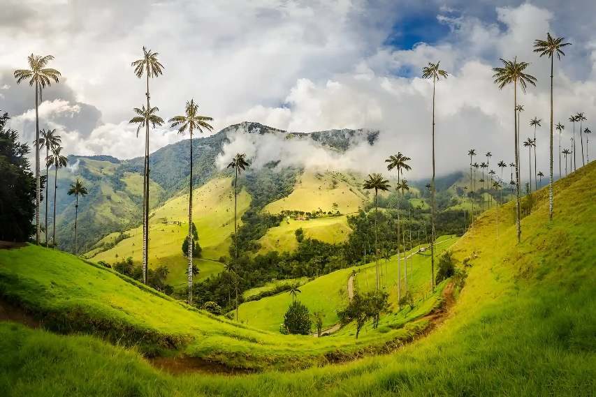 Cocora Valley Private Hike